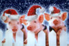 novogodnie-kartinki-so-svinjej-2019-svino-santa.jpg