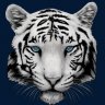 WhiteTiger
